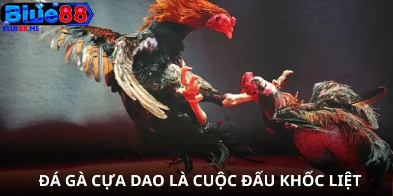 Đá gà cựa dao là cuộc đấu khốc liệt