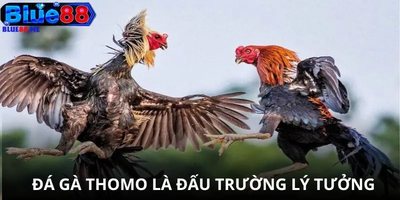 Đá gà Thomo là đấu trường lý tưởng cho bạn