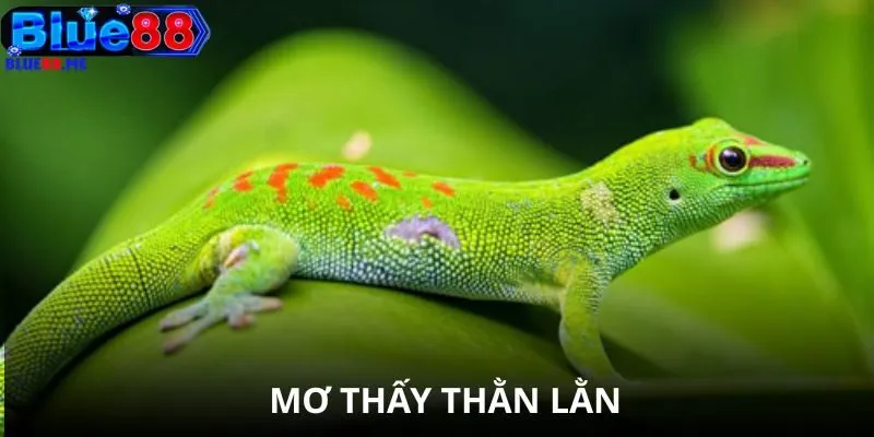 Mơ Thấy Thằn Lằn BLUE88
