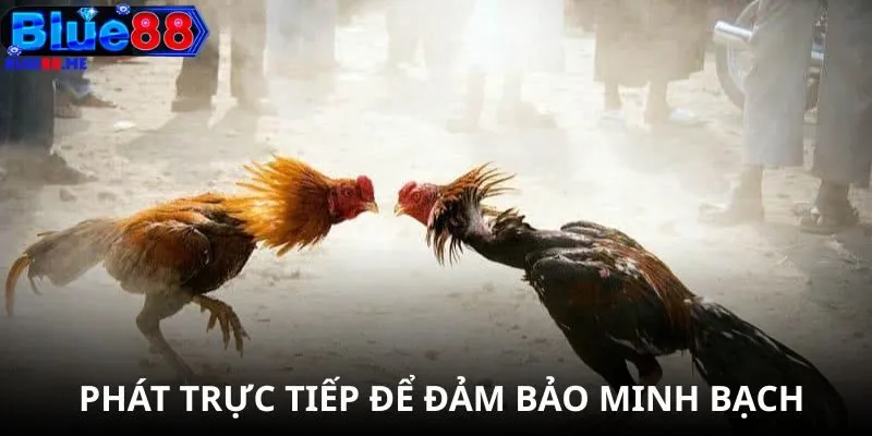 Phát trực tiếp để đảm bảo không bị can thiệp hay sắp đặt